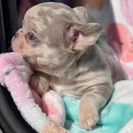Colby - Merle male Chihuahua puppy in Newport Beach, California from Exotic City Pomeranians and chihuahuas