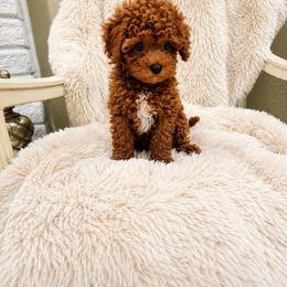 Honey - Red  male Poodle puppy in Midway City, California from Rapture Red Poodles