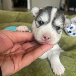 Boogie - Silver and white female Pomsky puppy in Rathdrum, Idaho from Smart Pomskies and Frenchies