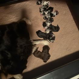 Patch - Blue merle male Miniature Australian Shepherd puppy in Fort Smith, Arkansas from Rye Hill Aussies