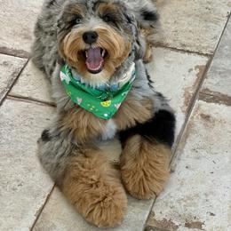 Bernedoodle Puppies from Deep Creek Doodles