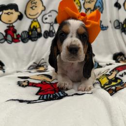 Peppermint Patty - Black white and brown female Basset Hound puppy in Monterey, Tennessee from Southern Belles Bassets