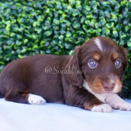 Ruby - Chocolate and tan female Dachshund puppy in Apple Valley, California from Socaldoxies