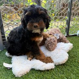 Merlot - Black white and tan male Cockapoo puppy in Williamston, South Carolina from Sassy Bob’s Dogs