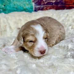 Brown merle - male Australian Mountain Doodle puppy in Blue Springs, Missouri from Jeanie’s Doodles