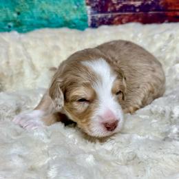 Brown merle - male Australian Mountain Doodle puppy in Blue Springs, Missouri from Jeanie’s Doodles