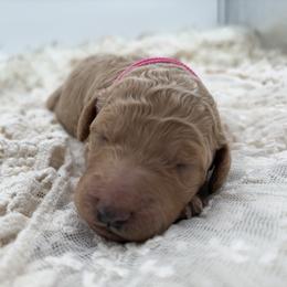 Poodle Puppies from Wild Suns Farm