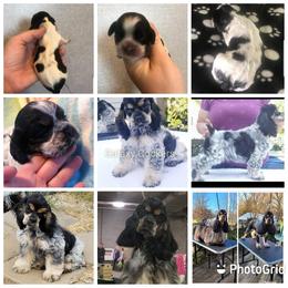 Cocker Spaniel All Grown Up from Galaxy Cockers