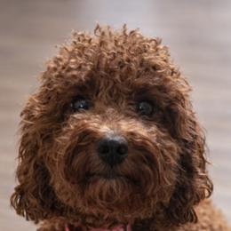 Zoey - Cavapoo