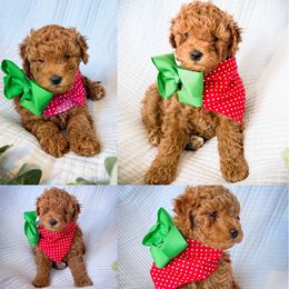 Post Malone - Red  male Goldendoodle puppy in Utah from Doodle Love ❤️ Goldendoodle puppies