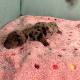 Dapple girl - Dapple female Dachshund puppy in Live Oak, Florida from The Weenie Herd Mom