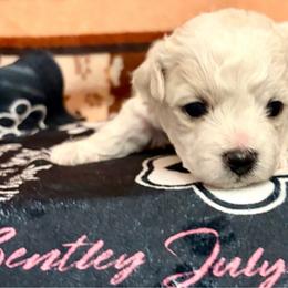 Bentley boy 3 (ghost) - White and buff male Bichon Frise puppy in Lavon, Texas from Sissy’s Heavenly Paws
