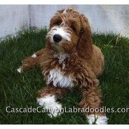 Australian Labradoodle Puppies from Cascade Canyon Labradoodles
