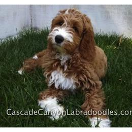 Australian Labradoodle Puppies from Cascade Canyon Labradoodles