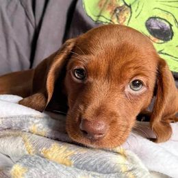 Dachshunds from Marcia's Dachshunds