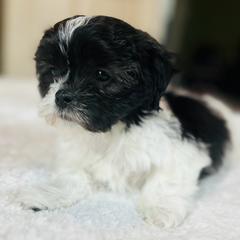 Male 2 - Black and white male Shichon puppy in Grand Rapids, Michigan from Great Lakes Teddy Bear Dogs