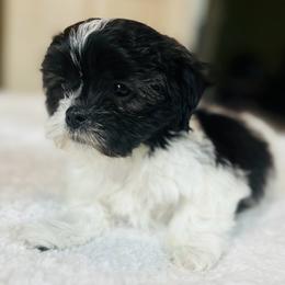Male 2 - Black and white male Shichon puppy in Grand Rapids, Michigan from Great Lakes Teddy Bear Dogs
