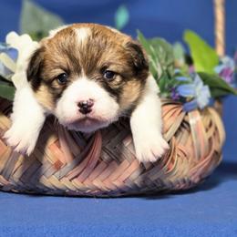 Miss White - Red female Pembroke Welsh Corgi puppy in Gig Harbor, Washington from Pacific Northwest Pembroke Welsh Corgis