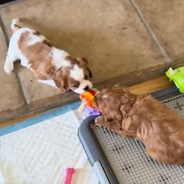 Cavalier King Charles Spaniel Puppies from Crosby's Cavaliers