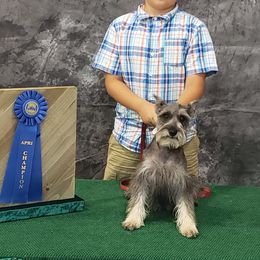 Trixie - Miniature Schnauzer