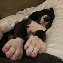 Great Dane and Yorkshire Terrier Puppies from Chuck City Danes