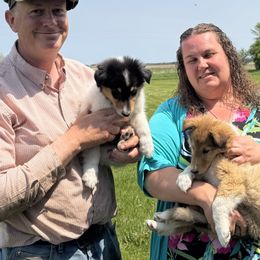 Collie Puppies from Little Apple Collies, Dazey, ND