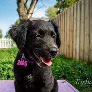 Border Collie, Golden Retriever, and Sporty Mix Puppies from Turbo Border Collies & Coltrievers