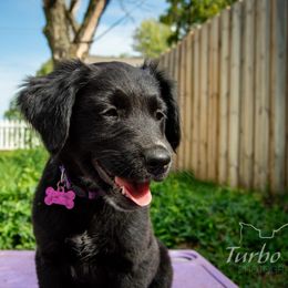 Border Collie, Golden Retriever, and Sporty Mix Puppies from Turbo Border Collies & Coltrievers