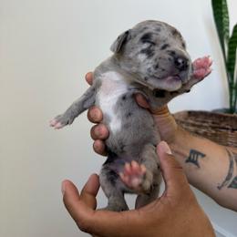 Purple collar - Merle female Great Dane puppy in Salem, Oregon from Sahara’s Danes