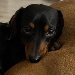 Dachshunds from Graham’s Farm