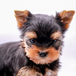 Yorkshire Terrier Puppies from Essence of Grace Yorkies