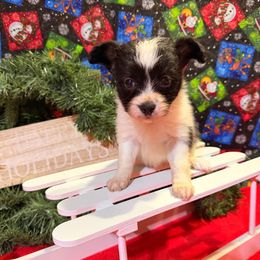 Holly - White and black female Papillon puppy in Joshua, Texas from Summertime Kennels