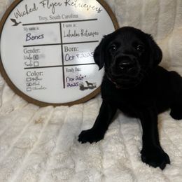 Bones - Black male Labrador Retriever puppy in Troy, South Carolina from Wicked Flyer Retrievers