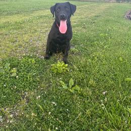 Laila - Labrador Retriever