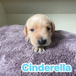 Cinderella - Yellow female Labrador Retriever puppy in Lucasville, Ohio from Backwoods Labradors