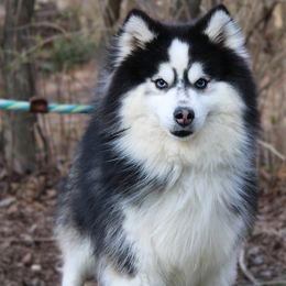 Sauer - Pomsky