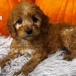 Joe Nichols - Red  male Goldendoodle puppy in Lancaster, Minnesota from North Star Dog Training