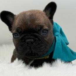 Ember - Fawn female French Bulldog puppy in Largo, Florida from Big Daddy Frenchies