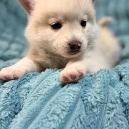 Koda - White male Pomsky puppy in Aberdeen, Idaho from Willow Creek Cresteds