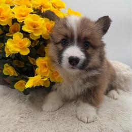 Cheyenne - Red female Pembroke Welsh Corgi puppy in Minooka, Illinois from Lucky J Corgis
