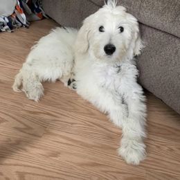 Goldendoodle All Grown Up from Foglight Goldendoodles