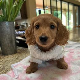 Dachshund Puppies from Dachshund Family Love Breeders