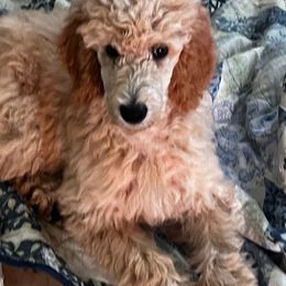 Cayenne - Apricot female Poodle puppy in Clearwater, Florida from Poodle Majesty