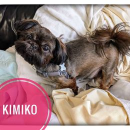 Kimiko - Shih Tzu