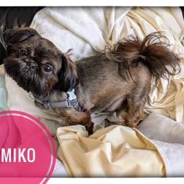 Kimiko - Shih Tzu
