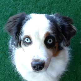 Navy - Miniature Australian Shepherd