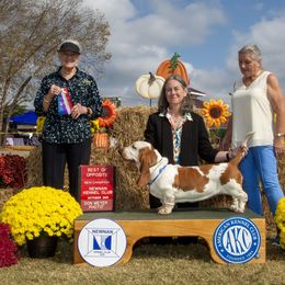 Hazel - Basset Hound