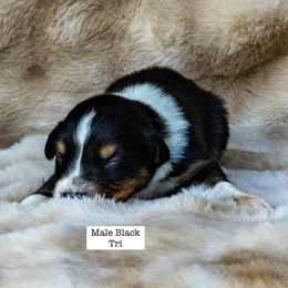 Male Black Tri 2 - Black tri-color male Australian Shepherd puppy in San Mateo, California from Acheron Aussies