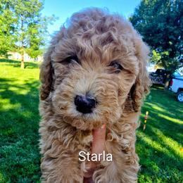 Starla - Red  female Goldendoodle puppy in Red Oak, Iowa from Fisher Pups-Stay Golden with a Doodle