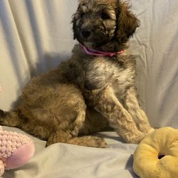 Goldendoodle, Saint Berdoodle, and Springerdoodle Puppies from LaDonna's Doodles